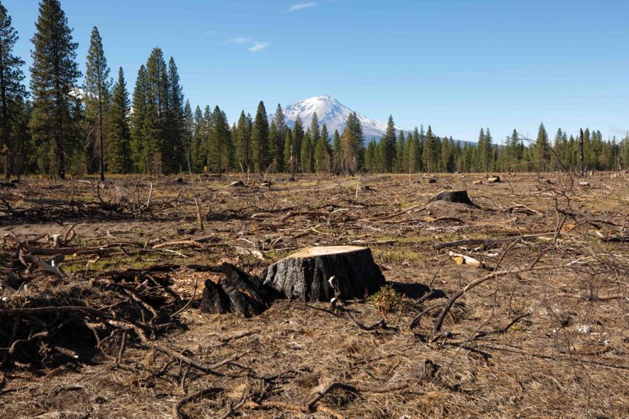 "Bradley Restoration Project", A 247-acre sale on the Shasta-Trinity National Forest sold over 3 million board feet of lumber for just over $4,500 in 2022, according to Forest Service Records. The sale will also generate proceeds from road maintenance fees and other fees required. Photo by Saskia Hatvany.